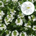 Bild von Scaevola P12 White